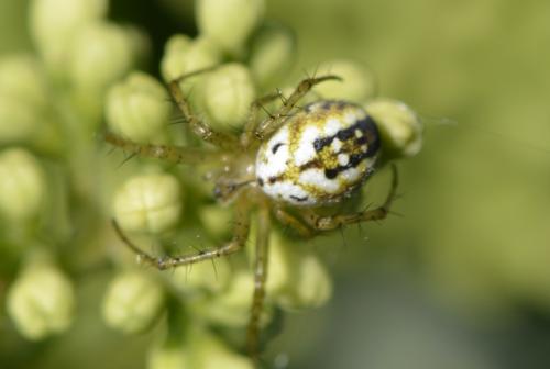 Réf. 183 886 : Mangora acalypha